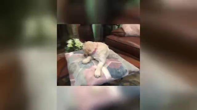 Video preview image #2 Golden Retriever Puppy For Sale in DETROIT, MI, USA