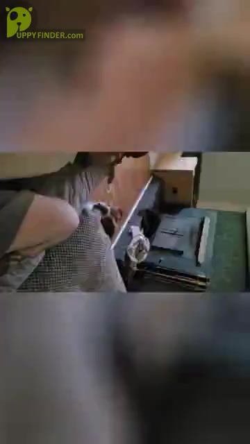 Video preview image #1  Breeder Profile in ROCKMART, GA, USA