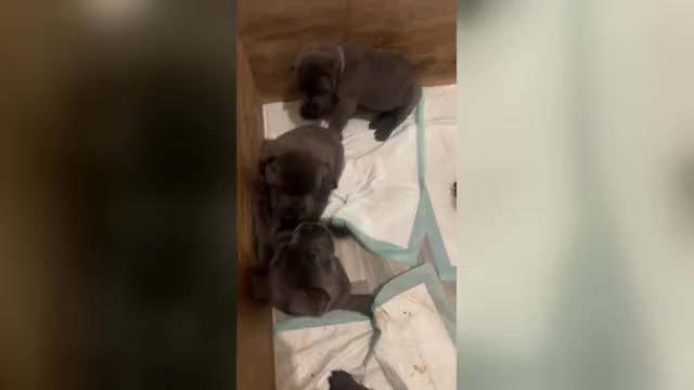 Video preview image #1 Cane Corso Puppy For Sale in JOLIET, IL, USA
