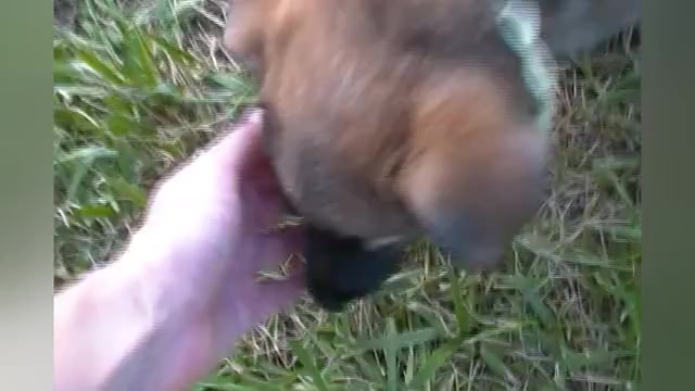 Video preview image #1 German Shepherd Dog Puppy For Sale in PIEDMONT, MO, USA