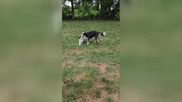 Video preview image #3 Bernedoodle mix (+ Poodle Standard) Puppy For Sale in GREENCASTLE, PA, USA