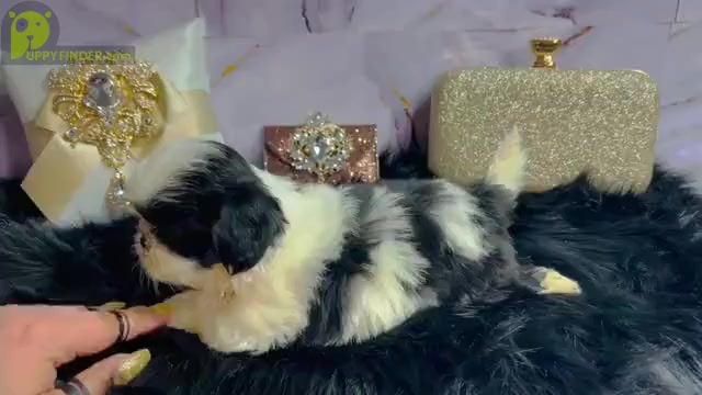 Video preview image #1 Shih Tzu Puppy For Sale in HAYWARD, CA, USA