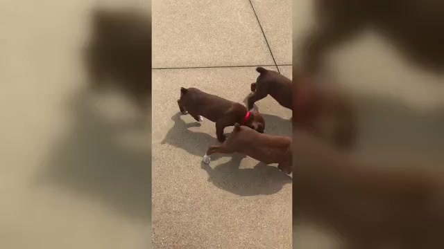 Video preview image #1 Boxer Puppy For Sale in APPLE CREEK, OH, USA