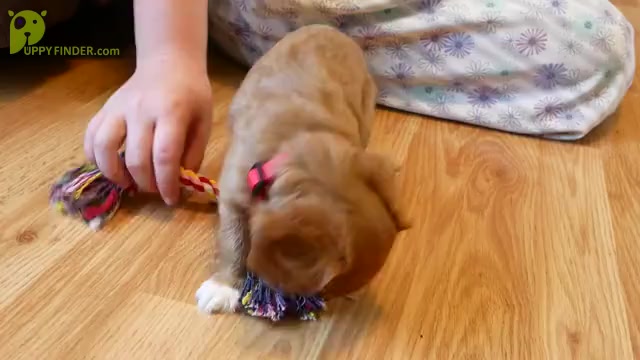 Video preview image #2 Cavalier King Charles Spaniel Puppy For Sale in MARCELLUS, MI, USA