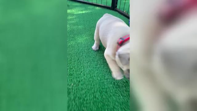 Video preview image #5 French Bulldog Puppy For Sale in ORANGE, TX, USA
