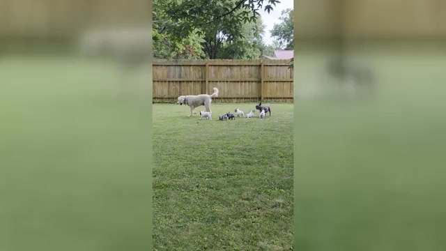 Video preview image #2 French Bulldog Puppy For Sale in ASHLAND, OH, USA