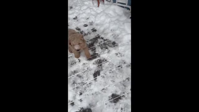 Video preview image #1  Breeder Profile in BUFFALO, NY, USA