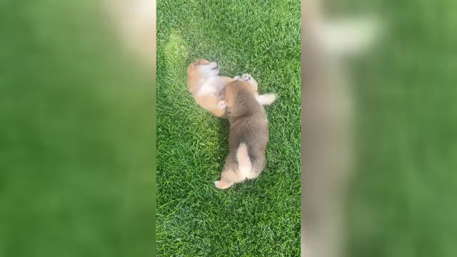 Video preview image #5 Shiba Inu Puppy For Sale in YUCCA VALLEY, CA, USA