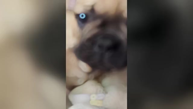 Video preview image #1 French Bulldog Puppy For Sale in OJAI, CA, USA
