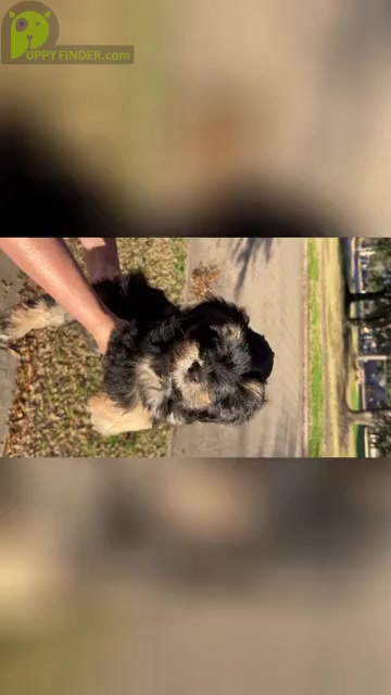 Video preview image #1 Schnauzer (Miniature) Puppy For Sale in RICHMOND, TX, USA