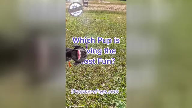 Video preview image #62  Breeder Profile in ADAMSVILLE, TN, USA