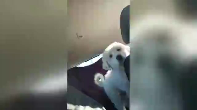 Video preview image #1 Great Pyrenees Puppy For Sale in GARDEN CITY, MO, USA