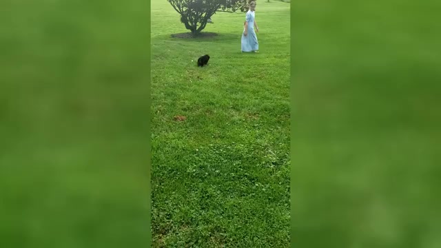Video preview image #3 German Shepherd Dog Puppy For Sale in MILLERSTOWN, PA, USA