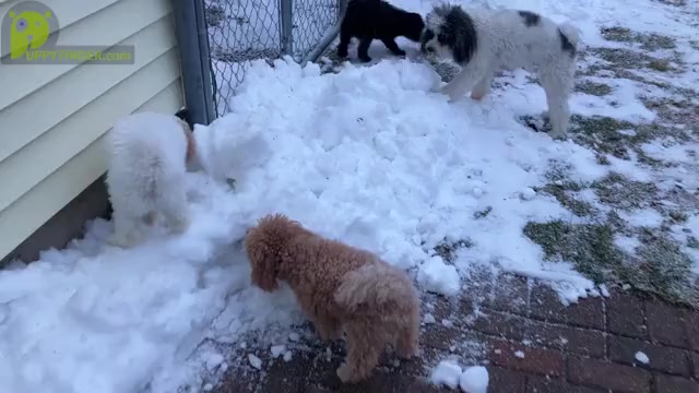 Video preview image #2 Poochon Puppy For Sale in AUBURN, MA, USA