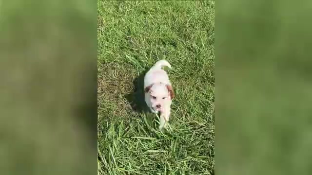 Video preview image #1 Poodle (Toy) Puppy For Sale in WARSAW, IN, USA
