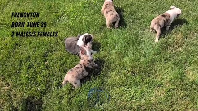 Video preview image #4 Faux Frenchbo Bulldog Puppy For Sale in GOSHEN, IN, USA