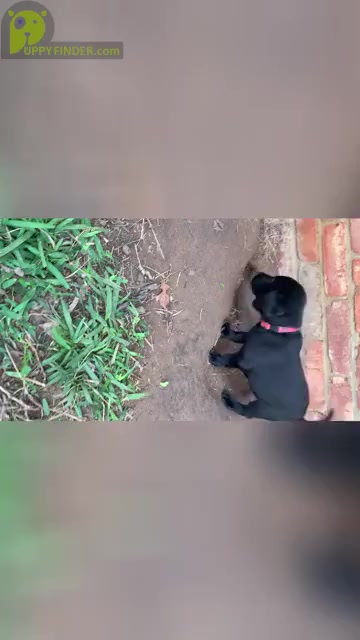 Video preview image #4 Labrador Retriever Puppy For Sale in TYLER, TX, USA