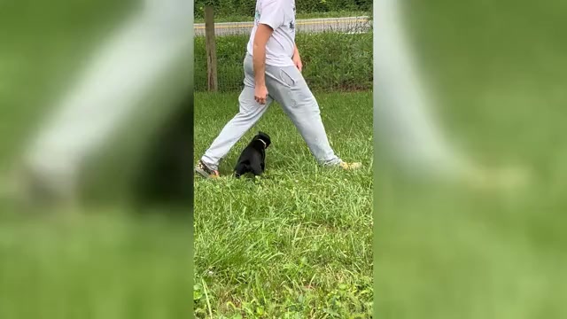 Video preview image #3 Labrador Retriever Puppy For Sale in NEOLA, WV, USA