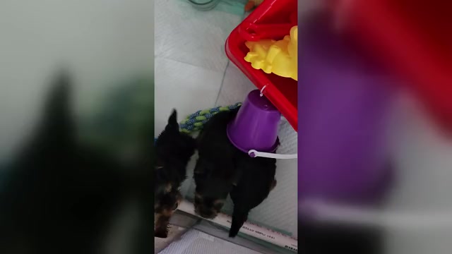 Video preview image #1 Yorkshire Terrier Puppy For Sale in BURLINGTON, KY, USA