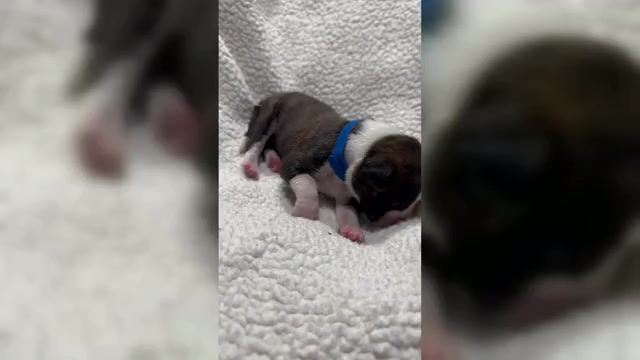 Video preview image #6 Boxer Puppy For Sale in RALEIGH, NC, USA