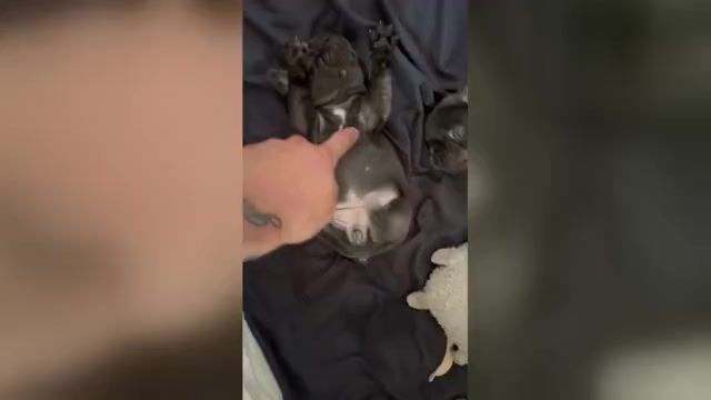 Video preview image #3 French Bulldog Puppy For Sale in VALRICO, FL, USA