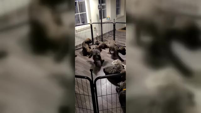 Video preview image #1 Cane Corso Puppy For Sale in PORTLAND, OR, USA