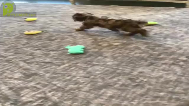 Video preview image #1 Cocker Spaniel Puppy For Sale in WARSAW, IN, USA