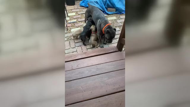 Video preview image #3 Cane Corso Puppy For Sale in HERRIN, IL, USA