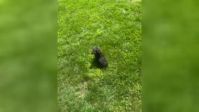 Video preview image #2 Yorkshire Terrier Puppy For Sale in NAPPANEE, IN, USA
