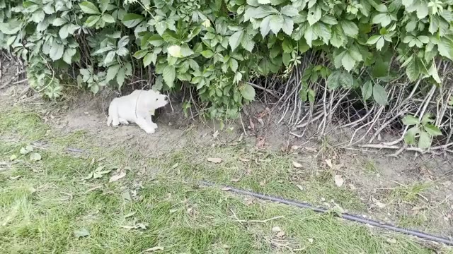 Video preview image #6 English Cream Golden Retriever Puppy For Sale in BISMARCK, ND, USA