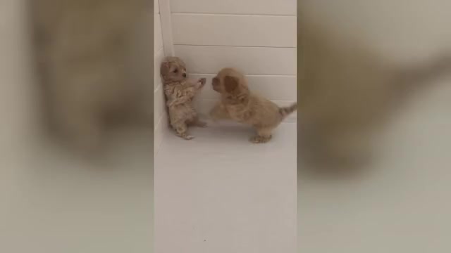 Video preview image #2 Maltipoo Puppy For Sale in ANGIER, NC, USA