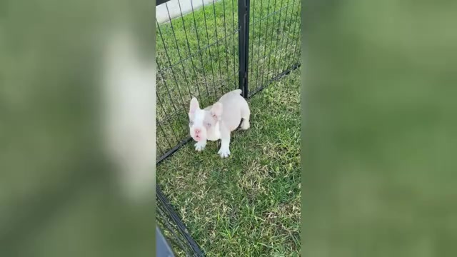 Video preview image #1 French Bulldog Puppy For Sale in SEATTLE, WA, USA