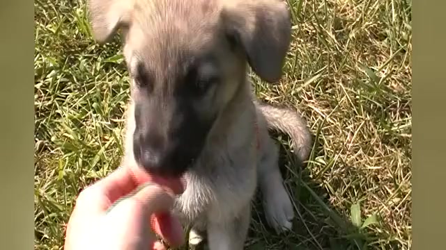 Video preview image #1 German Shepherd Dog Puppy For Sale in PIEDMONT, MO, USA