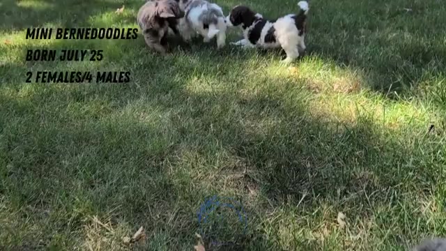 Video preview image #3 Miniature Bernedoodle Puppy For Sale in GOSHEN, IN, USA