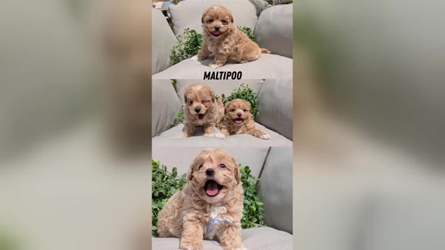 Video preview image #1 Maltipoo Puppy For Sale in GOSHEN, IN, USA