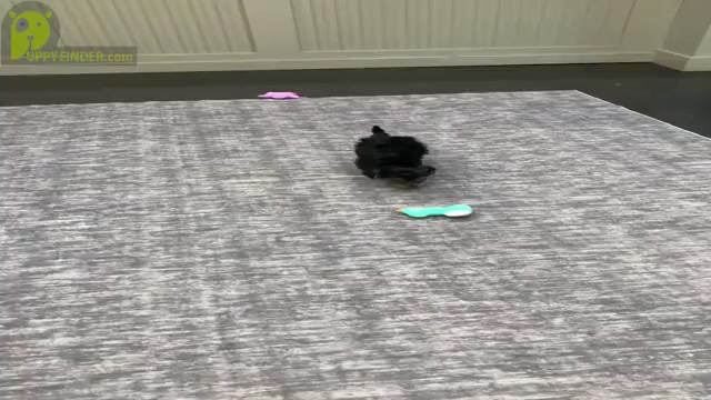 Video preview image #8 Yorkshire Terrier Puppy For Sale in WARSAW, IN, USA