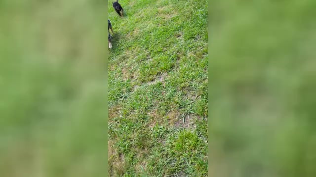 Video preview image #1 Australian Shepherd Puppy For Sale in GEORGETOWN, TN, USA