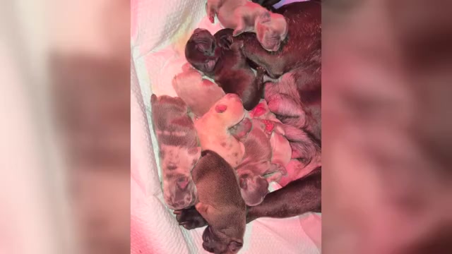 Video preview image #2 French Bulldog Puppy For Sale in NEW BEDFORD, MA, USA