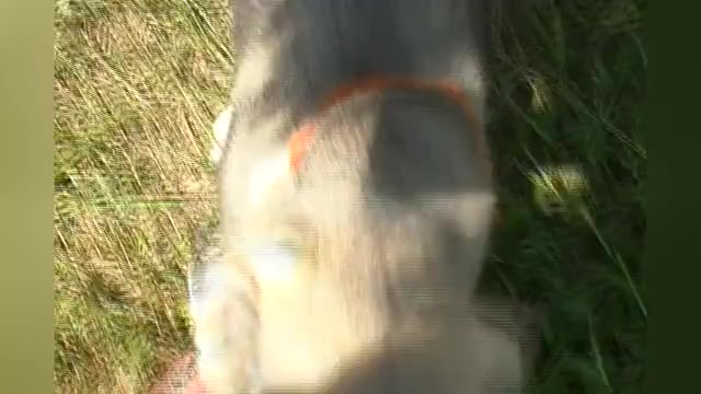 Video preview image #1 German Shepherd Dog Puppy For Sale in PIEDMONT, MO, USA