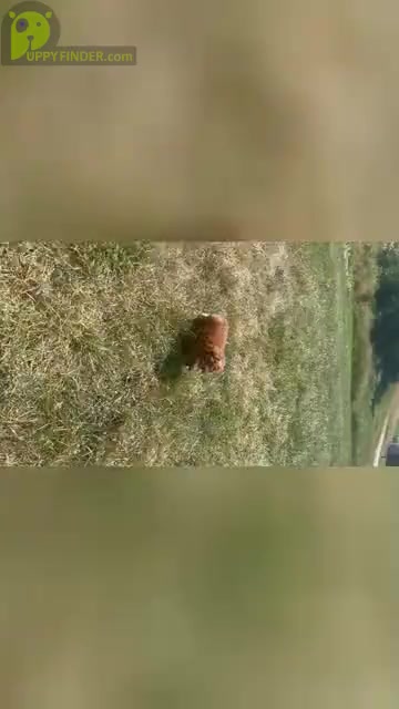 Video preview image #14 Poodle (Miniature) Puppy For Sale in WARSAW, IN, USA