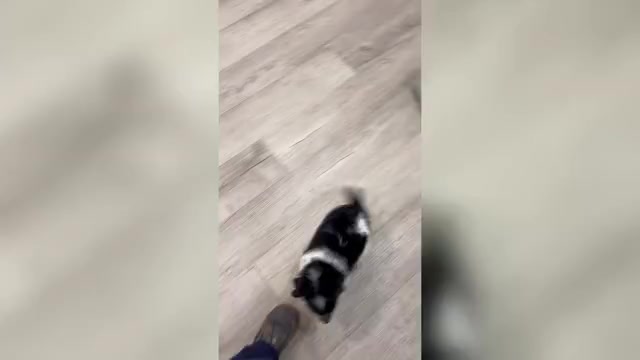 Video preview image #1 Beaglier Puppy For Sale in MILLERSBURG, OH, USA