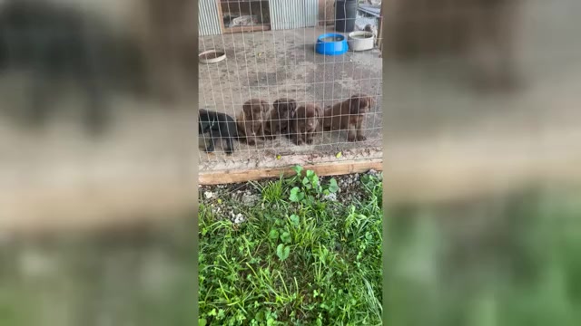 Video preview image #1 Labrador Retriever Puppy For Sale in GOODSON, MO, USA