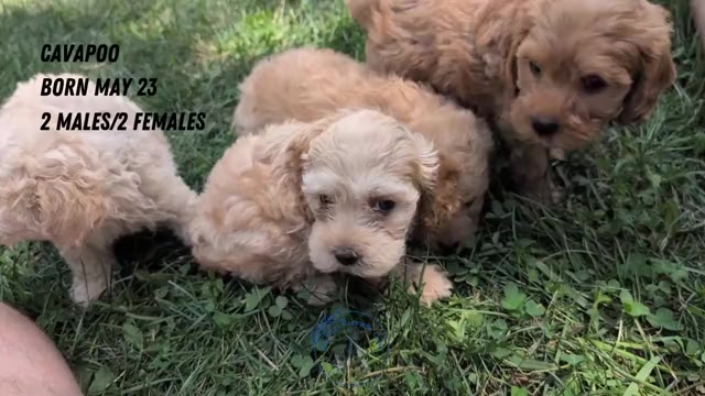 Video preview image #4 Cavapoo Puppy For Sale in GOSHEN, IN, USA