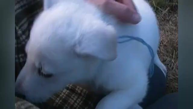 Video preview image #1 German Shepherd Dog Puppy For Sale in PIEDMONT, MO, USA