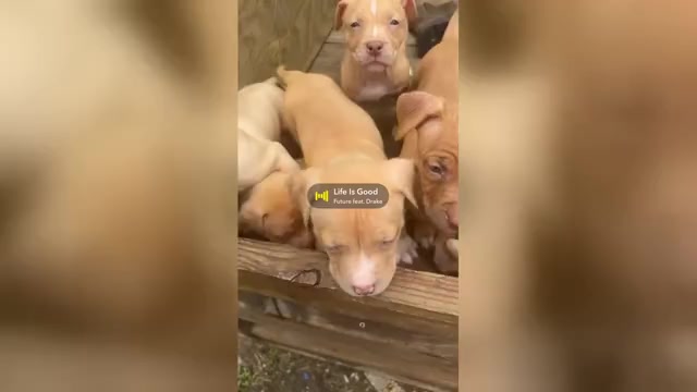 Video preview image #1 American Bully Puppy For Sale in PANAMA CITY BEACH, FL, USA