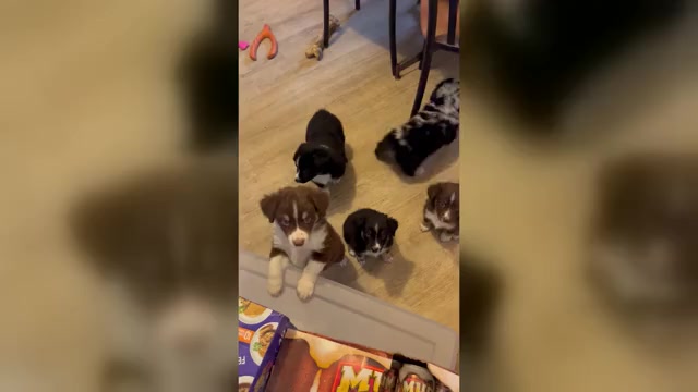 Video preview image #1 Miniature Australian Shepherd Puppy For Sale in FORT MORGAN, CO, USA