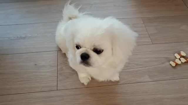 Video preview image #1 Pekingese Puppy For Sale in MIAMI, FL, USA