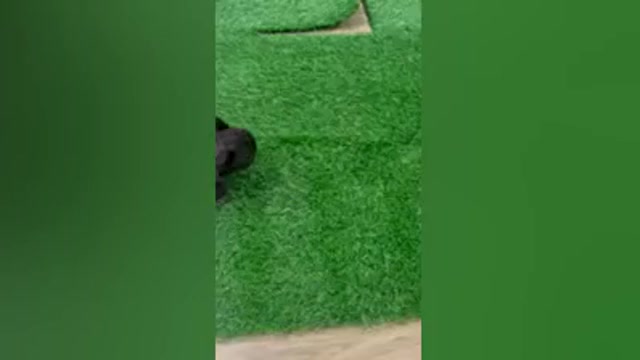 Video preview image #1 French Bulldog Puppy For Sale in PORTSMOUTH, VA, USA