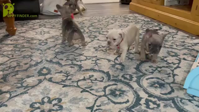 Video preview image #1 French Bulldog Puppy For Sale in OSHKOSH, WI, USA