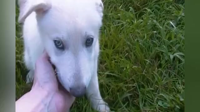 Video preview image #1 German Shepherd Dog Puppy For Sale in PIEDMONT, MO, USA